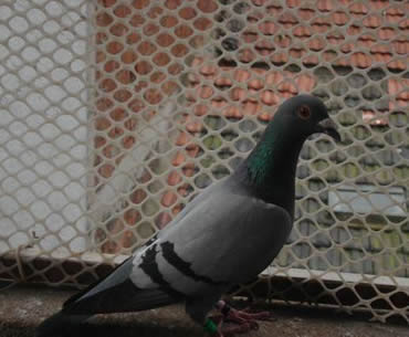White diamond plastic mesh encloses a pigeon